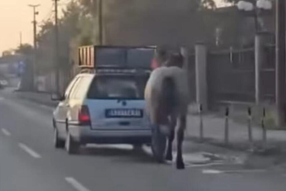 (UZNEMIRUJUĆI VIDEO) Nečovek stavio konju ular na glavu, pa ga vezao za auto, dao gas i VUKAO po Kruševcu: JEZIVO!