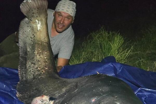 Milan iz Dunava izvukao soma dugačkog 246 centimetara: Odmah se pohvalio slikom, oborio je rekord (FOTO)
