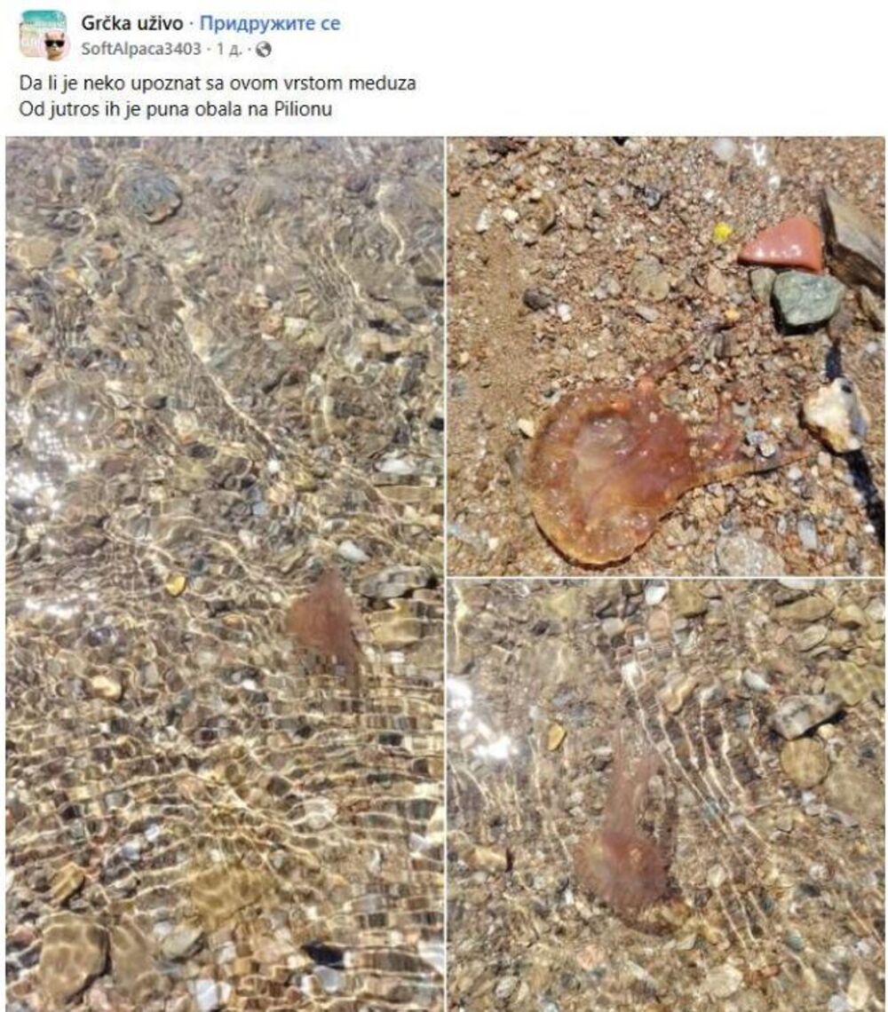 Meduza, Meduze