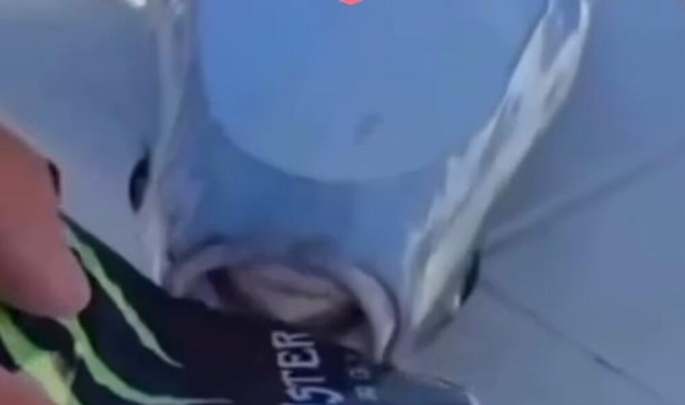 Ako ulovite otrovnu ribu evo koliko vam novca sledi: Grci plaćaju papreno, njen toksin je SMRTONOSAN (VIDEO)