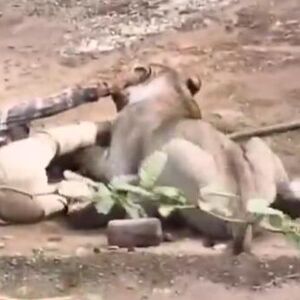 (UZNEMIRUJUĆI VIDEO) LAVICA ZARILA KANDŽE ČOVEKU U MESO! Ležao prekriven KRVLJU, ljudi vrište, ovo je UŽASAVAJUĆE!