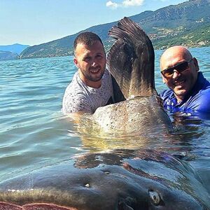 "Borba je trajala pola sata" Milan iz Dunava izvukao grdosiju tešku 113 kilograma - otkrio kako se izborio (FOTO)