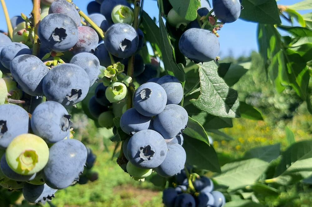 Momčilo otkrio kolika je cena "plavog zlata" Sve se brzo prodaje: "Ove godine očekujem veći prinos"