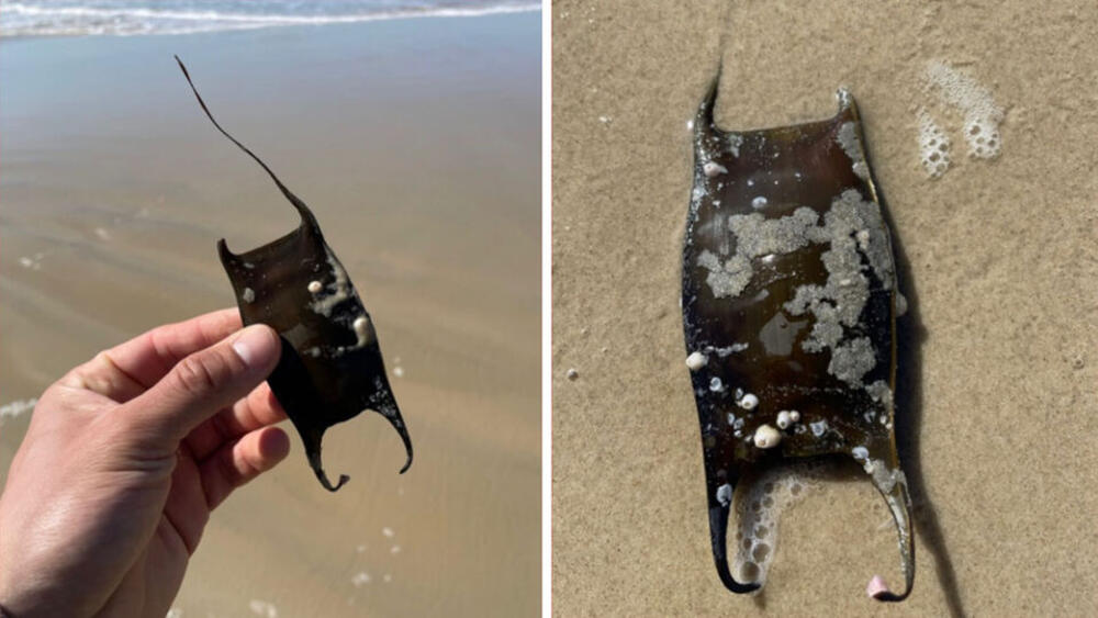 Ako pronađete ovo na plaži, odmah, ali odmah ga bacite u more: Može biti jako opasno ako to ne uradite