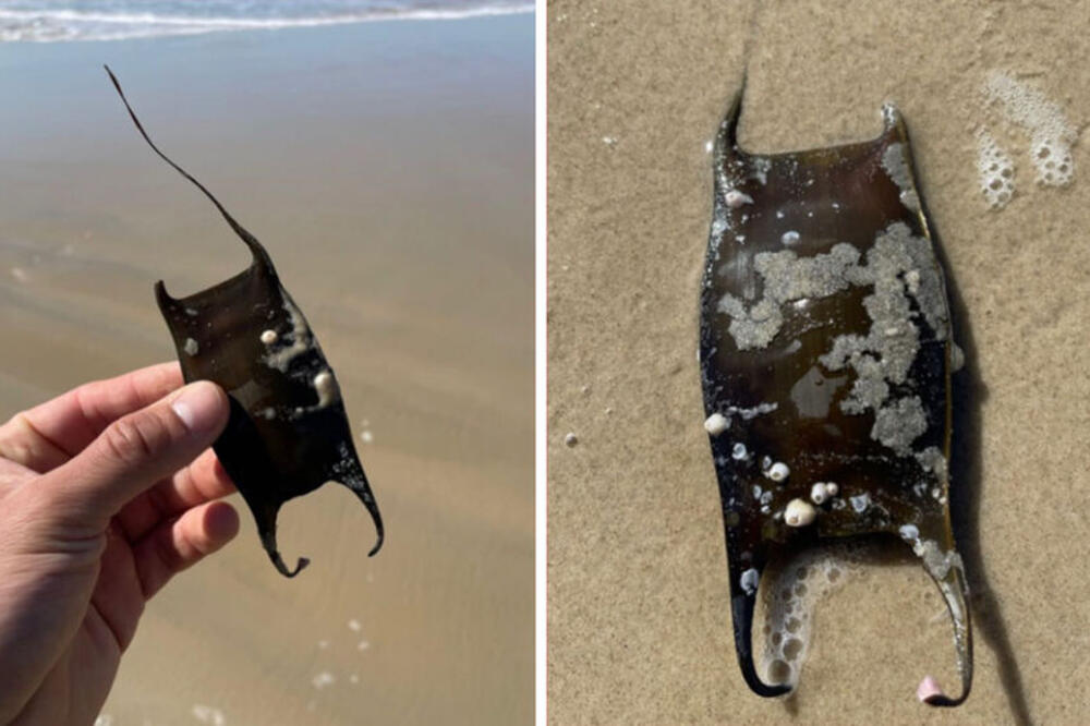 Ako pronađete ovo na plaži, odmah, ali odmah ga bacite u more: Može biti jako opasno ako to ne uradite