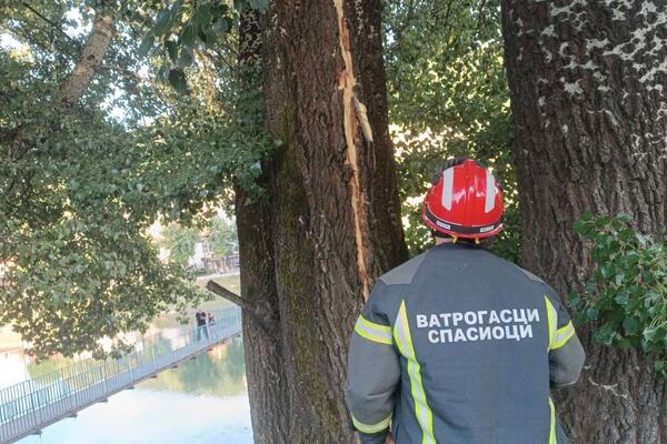U OVOM DELU SRBIJE GROM RASCEPAO STABLO OD 30 METARA: Krhotine letele ulicom, zapalio se strujomer (FOTO)