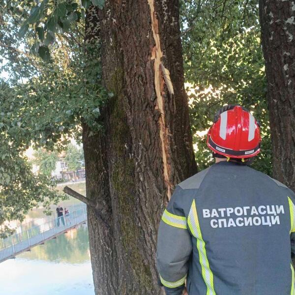 U OVOM DELU SRBIJE GROM RASCEPAO STABLO OD 30 METARA: Krhotine letele ulicom, zapalio se strujomer (FOTO)