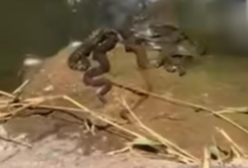 Snimak sa Morave digao uzbunu: Zmije opkolile reku kod Vitine, ljudi u šoku od prizora (VIDEO)
