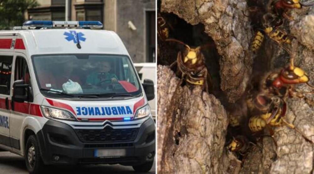 Ženu u kosu ušlo! Srpkinja opisala kako je jedva živu glavu sačuvala: "Svuda su me izujedale"