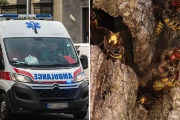 Ženi ušlo 50 osa u kosu! Srpkinja opisala kako je jedva živu glavu sačuvala: "Svuda su me izujedale"