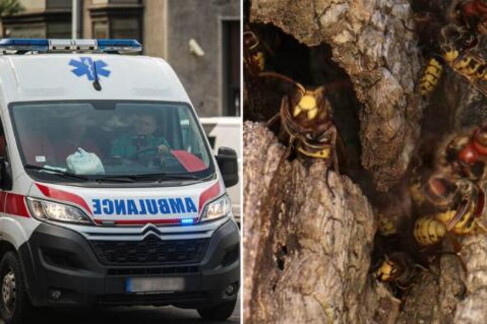 Ženi ušlo 50 osa u kosu! Srpkinja opisala kako je jedva živu glavu sačuvala: "Svuda su me izujedale"
