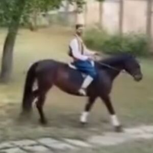 Princ na konju u Novom Sadu: Ovakvu prosidbu do sada niste videli (VIDEO)