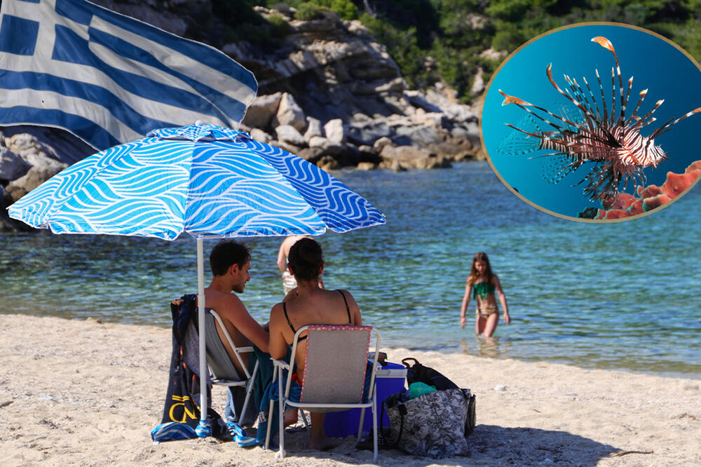 CRVENE TAČKE NA MAPI GRČKE! Otrovna riba lav se širi omiljenom letovalištima Srba, na ovaj "BAPSKI LEK" ZABORAVITE!
