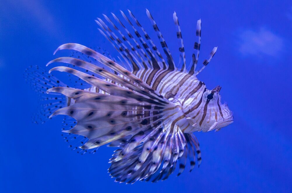 Riba lav ( Pterois miles )