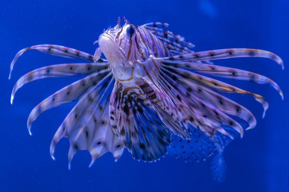Riba lav ( Pterois miles )