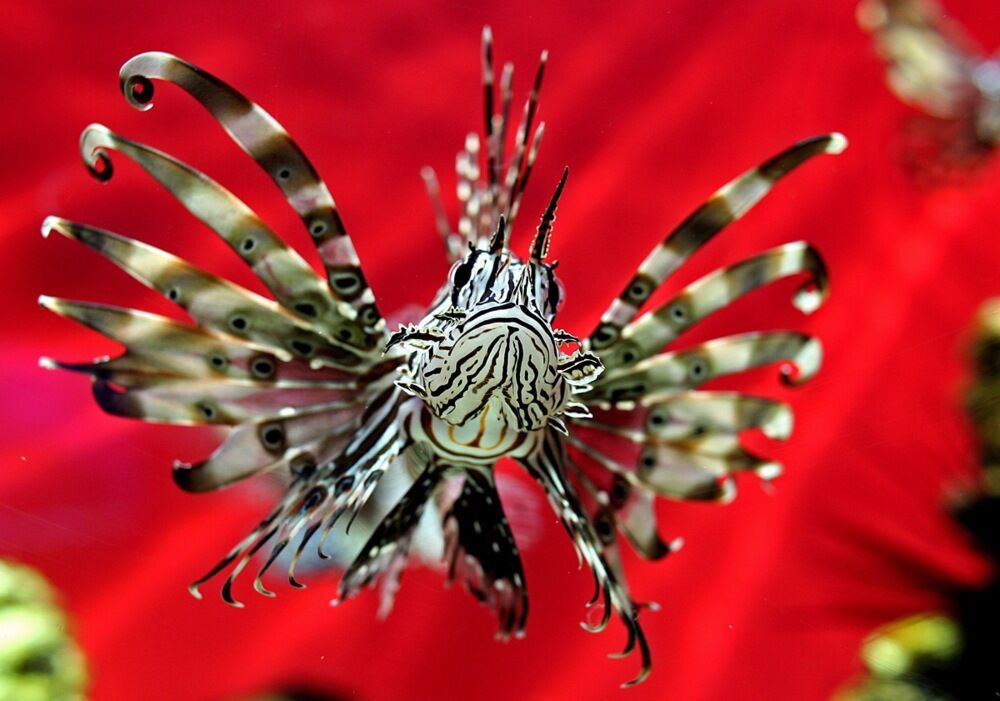 Riba lav ( Pterois miles )