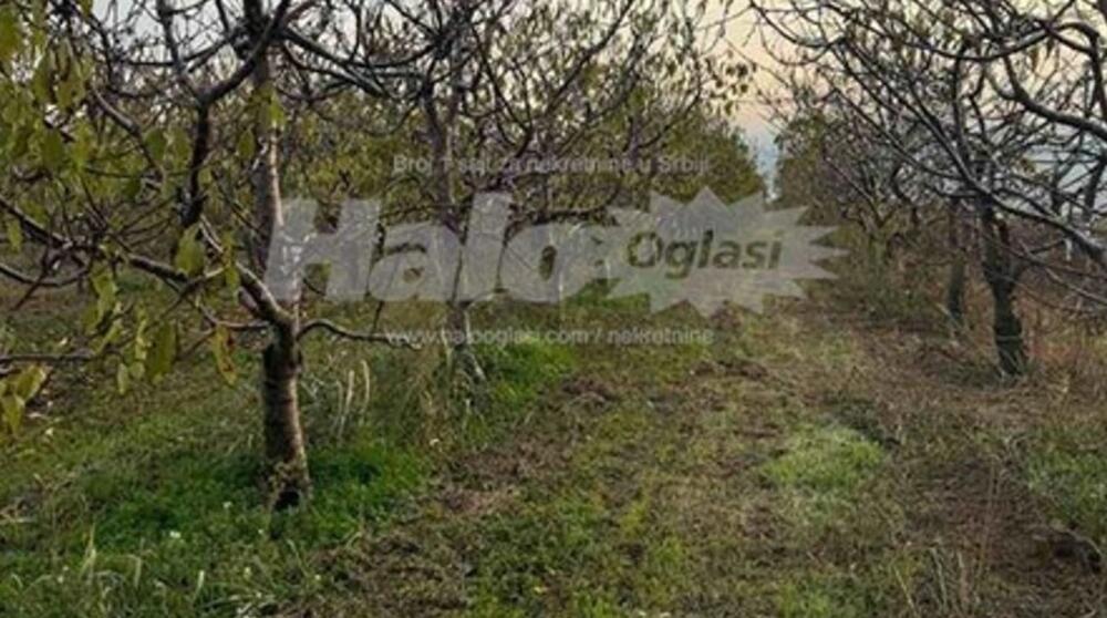 Prodaje se plac pored vinarije Šapat u Starom Slankamenu: Puna je voćnjaka, ali ima dozvolu, može i da se gradi!