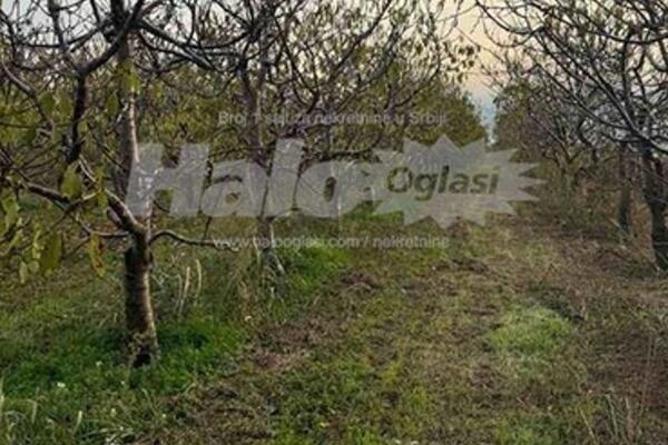 Prodaje se plac pored vinarije Šapat u Starom Slankamenu: Puna je voćnjaka, ali ima dozvolu, može i da se gradi!