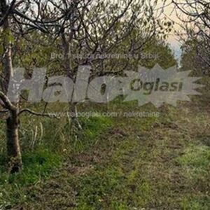 Prodaje se plac pored vinarije Šapat u Starom Slankamenu: Puna je voćnjaka, ali ima dozvolu, može i da se gradi!