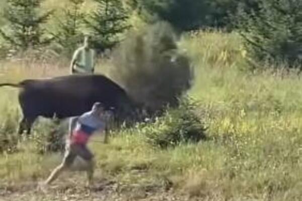 RAZJARENI BIK SE OTEO KONTROLI NA IGMANU, A ONDA... Nastao haos, ljudi u panici bežali, prizori lede krv! (VIDEO)