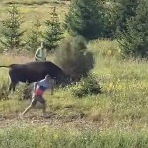 RAZJARENI BIK SE OTEO KONTROLI NA IGMANU, A ONDA... Nastao haos, ljudi u panici bežali, prizori lede krv! (VIDEO)