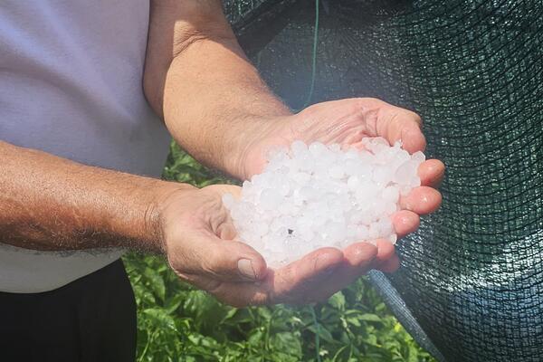 Jak grad pogodio ovaj deo Srbije: Uništeni voćnjaci i bašte! Olujno nevreme opustošilo sela (FOTO)