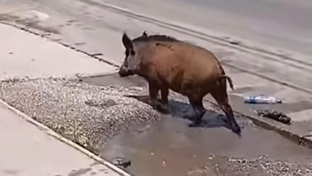 DIVLJA SVINJA ZALUTALA U CENTAR VAROŠICE: Meštani Mrčajevaca u šoku od prizora, POGLEDAJTE ŠTA JE URADILA! (VIDEO)