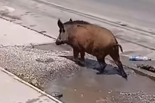 DIVLJA SVINJA ZALUTALA U CENTAR VAROŠICE: Meštani Mrčajevaca u šoku od prizora, POGLEDAJTE ŠTA JE URADILA! (VIDEO)