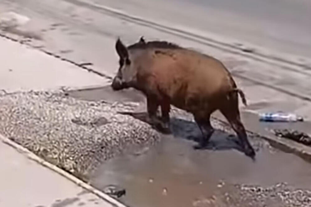 DIVLJA SVINJA ZALUTALA U CENTAR VAROŠICE: Meštani Mrčajevaca u šoku od prizora, POGLEDAJTE ŠTA JE URADILA! (VIDEO)