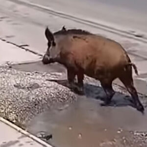 DIVLJA SVINJA ZALUTALA U CENTAR VAROŠICE: Meštani Mrčajevaca u šoku od prizora, POGLEDAJTE ŠTA JE URADILA! (VIDEO)