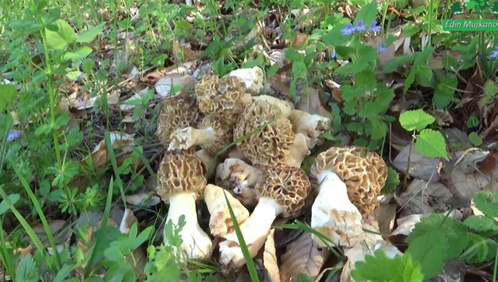 Pečurka koja raste svuda po Srbiji je suvo zlato! Sad daju za nju 100 evra po kg, nema gde je nema