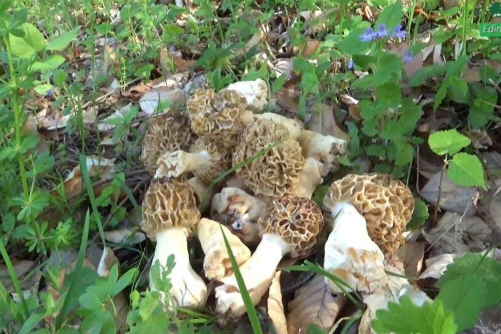 Pečurka koja raste svuda po Srbiji je suvo zlato! Sad daju za nju 100 evra po kg, nema gde je nema