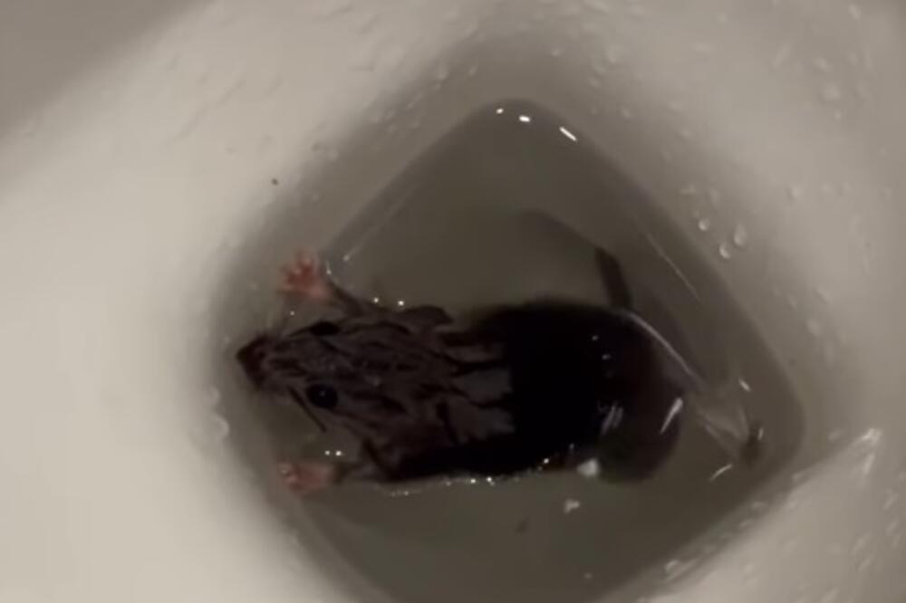 PACOVI IZLAZE IZ WC ŠOLJE NA CERAKU! Jeziv snimak kruži mrežama (VIDEO)