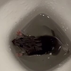 PACOVI IZLAZE IZ WC ŠOLJE NA CERAKU! Jeziv snimak kruži mrežama (VIDEO)
