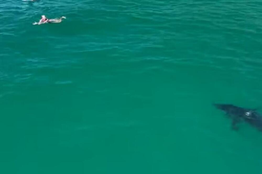 DRON SNIMIO OGROMNU AJKULU KAKO VREBA DECU U PLIĆAKU: Opasan predator im se približio, a onda... SNIMAK LEDI KRV!
