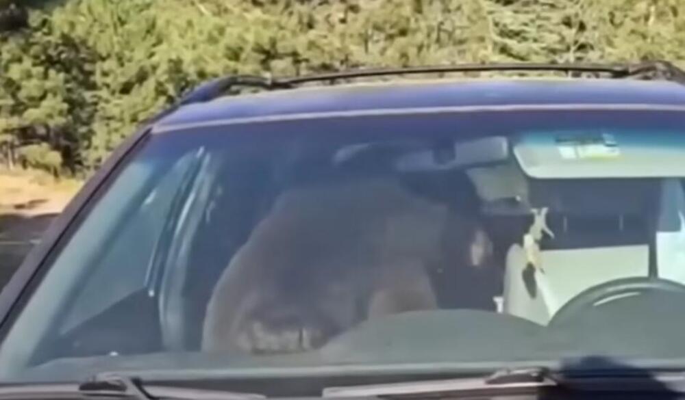 Mislio da će lako do hrane, pa se zaglavio: Medved napravio noćnu dramu u naselju, ceo komšiluk u panici (VIDEO)