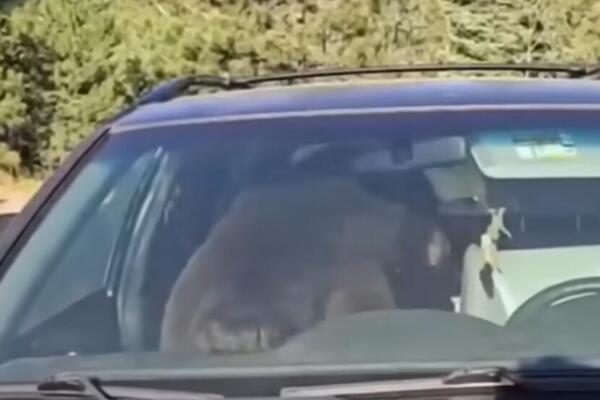 Mislio da će lako do hrane, pa se zaglavio: Medved napravio noćnu dramu u naselju, ceo komšiluk u panici (VIDEO)