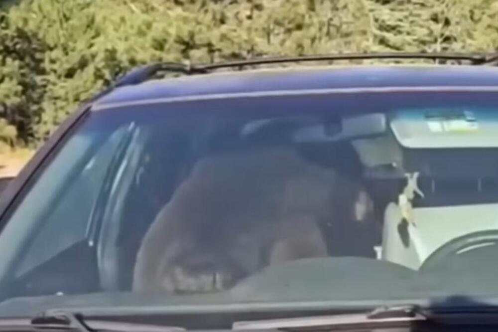Mislio da će lako do hrane, pa se zaglavio: Medved napravio noćnu dramu u naselju, ceo komšiluk u panici (VIDEO)