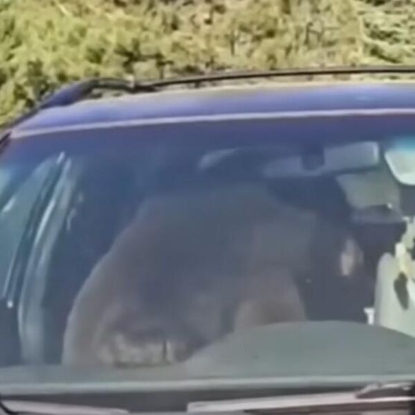 Mislio da će lako do hrane, pa se zaglavio: Medved napravio noćnu dramu u naselju, ceo komšiluk u panici (VIDEO)
