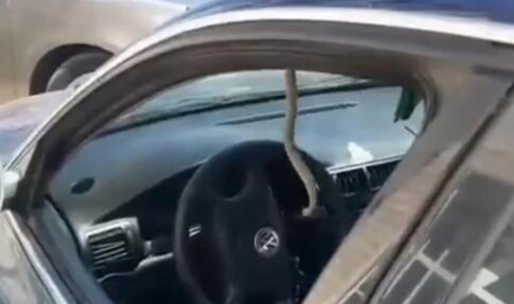 ŠOK SCENA U SJENICI! Vozaču se ZMIJA UŠUNJALA U AUTOMOBIL! Krenuo da uđe u kola, a onda... ČOVEK PREBLEDEO (VIDEO)