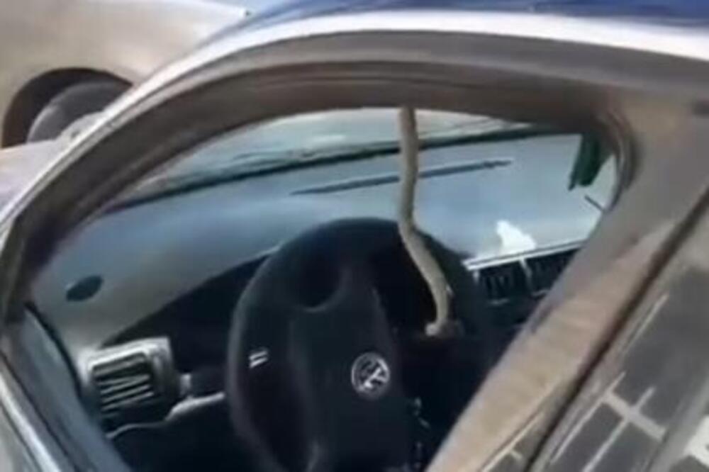 ŠOK SCENA U SJENICI! Vozaču se ZMIJA UŠUNJALA U AUTOMOBIL! Krenuo da uđe u kola, a onda... ČOVEK PREBLEDEO (VIDEO)