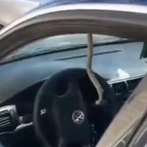 ŠOK SCENA U SJENICI! Vozaču se ZMIJA UŠUNJALA U AUTOMOBIL! Krenuo da uđe u kola, a onda... ČOVEK PREBLEDEO (VIDEO)
