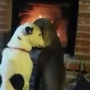 Prema njoj se ponašao kao pseto, na šta je i ona reagovala kao kučka! (VIDEO)