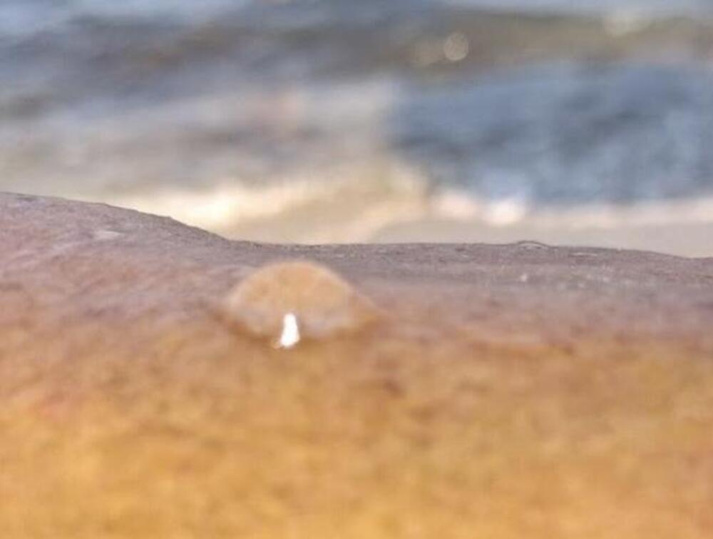 Srpkinja slikala najneobičnije moguće stvorenje u grčkom moru: Jedva se vidi, a "peče kao đavo" (FOTO)