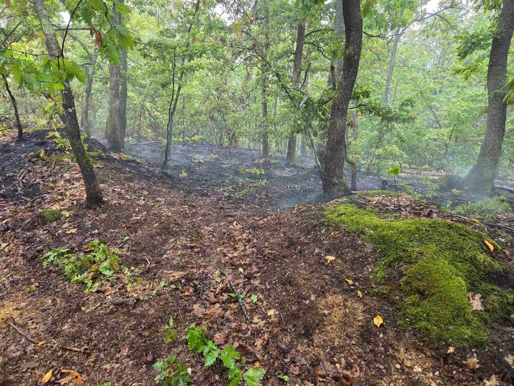 Novi požar u Srbiji, zahvaćeno 10 hektara šume: 20 vatrogasaca se borilo sa vatrenom stihijom, pomagali i meštani