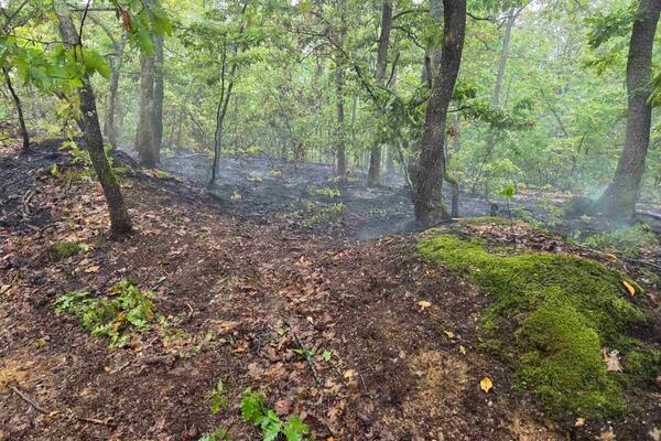 Novi požar u Srbiji, zahvaćeno 10 hektara šume: 20 vatrogasaca se borilo sa vatrenom stihijom, pomagali i meštani