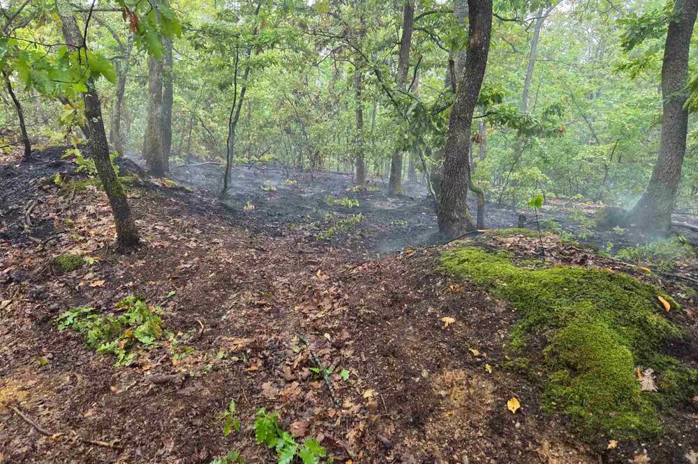 Novi požar u Srbiji, zahvaćeno 10 hektara šume: 20 vatrogasaca se borilo sa vatrenom stihijom, pomagali i meštani
