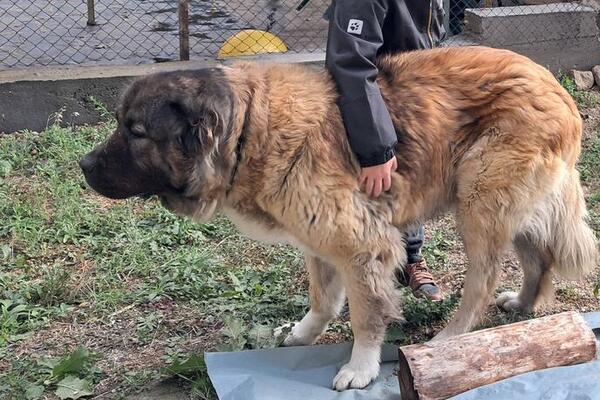Svi tuguju u Vranju! Uginula Buba, voljena ženka od 70 kilograma "Kretala se graziozno, a na poziv bi..."