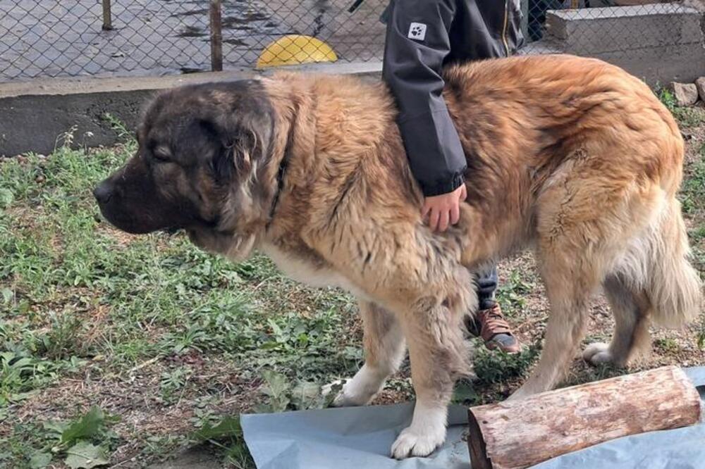Svi tuguju u Vranju! Uginula Buba, voljena ženka od 70 kilograma "Kretala se graziozno, a na poziv bi..."