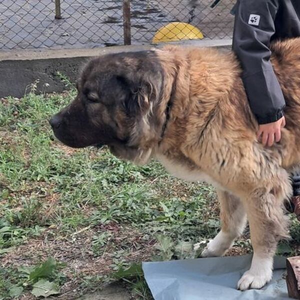 Svi tuguju u Vranju! Uginula Buba, voljena ženka od 70 kilograma "Kretala se graziozno, a na poziv bi..."